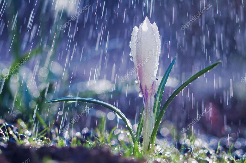 depositphotos_104248346-stock-photo-beautiful-spring-white-crocus-in-e6635975