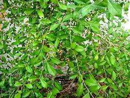 images - 2021-05-01T124733.940-e7a9f57e