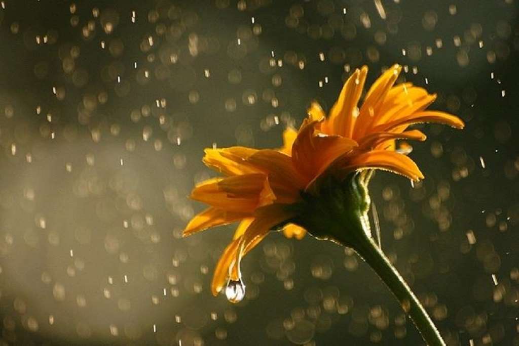 Flowers-in-Rainy-Season-9-65566b26