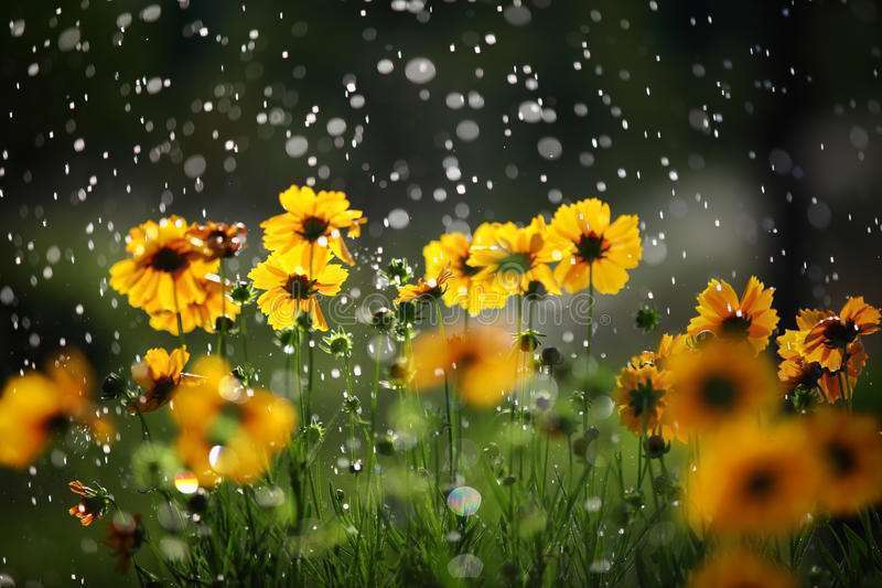 daisy-flower-rain-drops-25113718-3eaabd09